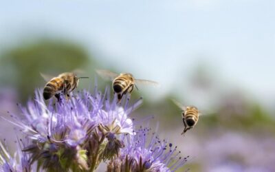 Bees using secret trick to make plants flower, leaving scientists baffled