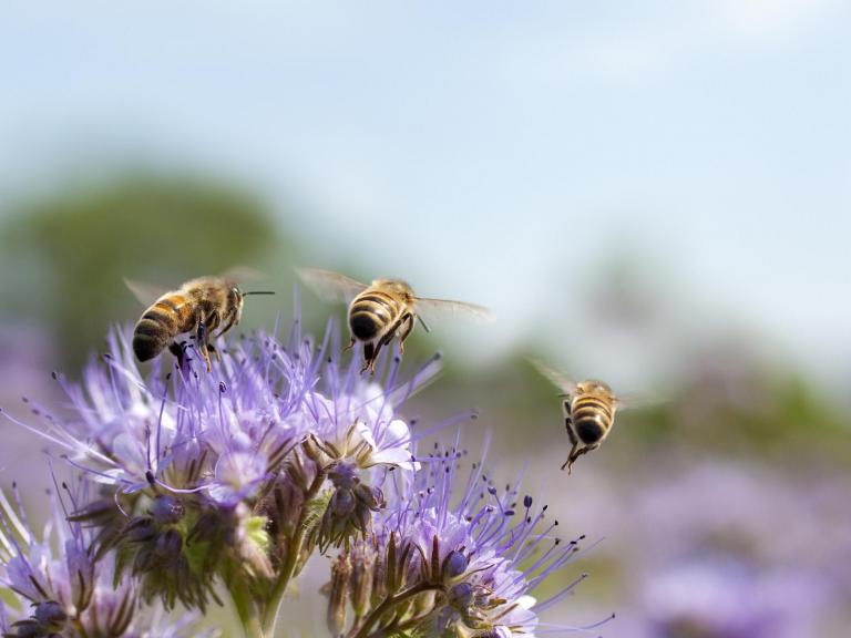 Bees using secret trick to make plants flower, leaving scientists baffled