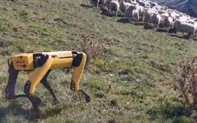 Robot sheep dog herds animals in New Zealand