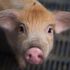 New swine flu found in pigs in China with ‘human pandemic potential’