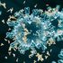 Coronavirus immunity levels ‘higher than antibody tests suggest’, claims study