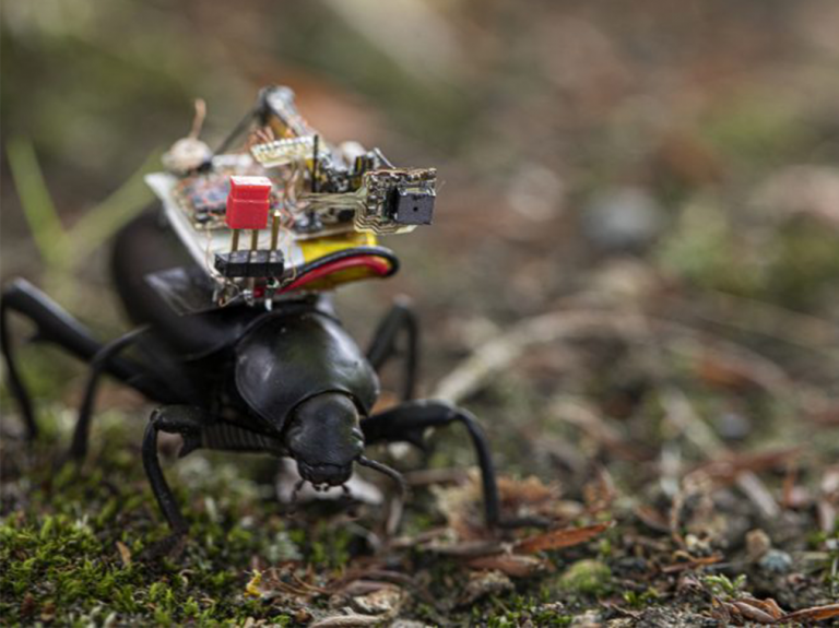 Beetles carry tiny camera backpacks to stream their lives