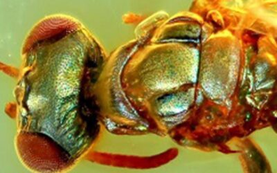 &apos;Extraordinary&apos; amber fossils reveal how ancient insects used colour for camouflage