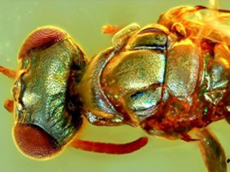 &apos;Extraordinary&apos; amber fossils reveal how ancient insects used colour for camouflage