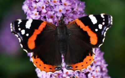 &apos;Butterfly effect&apos; is wrong and reality can &apos;heal itself&apos;, quantum scientists find in time travel experiment