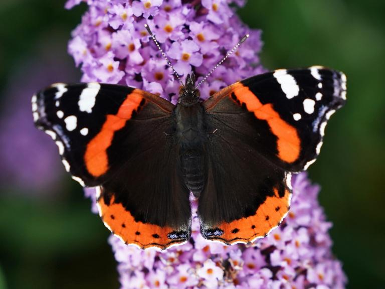 &apos;Butterfly effect&apos; is wrong and reality can &apos;heal itself&apos;, quantum scientists find in time travel experiment