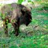 Bison to be introduced into UK woodland (and they’ll have a job to do)