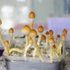 Terminally ill Canadians win right to use magic mushrooms for end-of-life stress