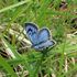 Previously extinct large blue butterfly flourishes after reintroduction