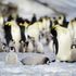 Hidden penguin colonies discovered in Antarctica