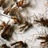 750 million genetically modified mosquitoes to be released across Florida Keys