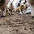 Farmers turn to covert tech to fend off sheep thieves – here’s how it works