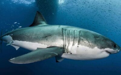 Half a million sharks 'could be killed for coronavirus vaccine', experts warn