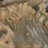 Discovery of 200 mammoth skeletons may explain why species became extinct