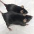 Mighty mutant mice maintain muscle mass in space