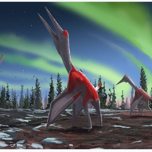 Newly classified pterosaur was one of history's largest flying animals