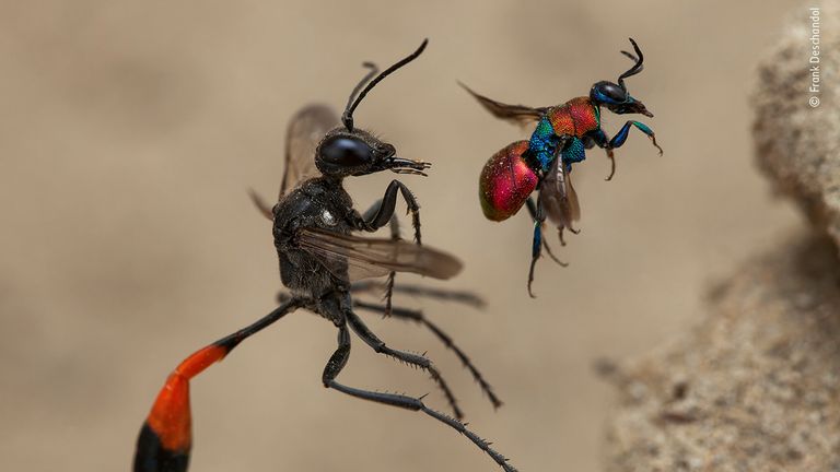 Frank Deschandol/ Wildlife Photographer Of The Year 2020