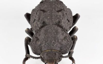 Secrets revealed of beetle so tough it can survive being run over by a car