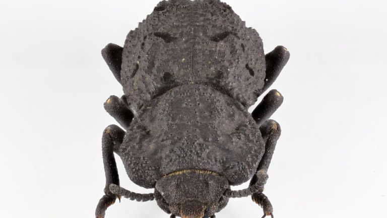 Secrets revealed of beetle so tough it can survive being run over by a car