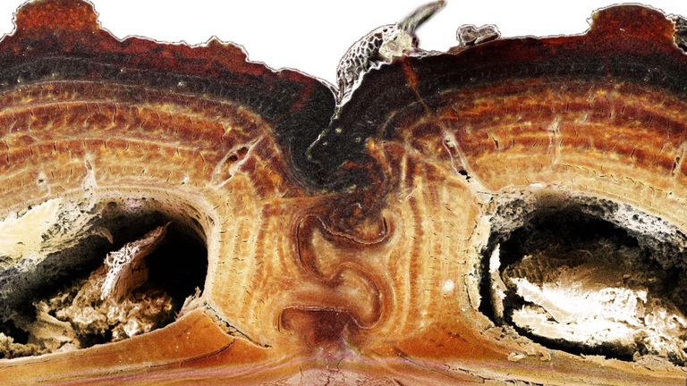 A cross section of the medial suture, where two halves of the diabolical ironclad beetle’s elytra meet, shows the puzzle piece configuration that’s among the keys to the insect’s incredible durability. Jesus Rivera / UCI 