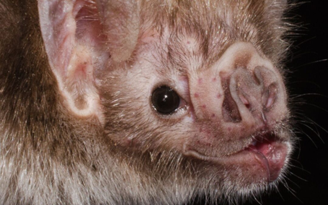 Vampire bats 'socially distance when they are sick'