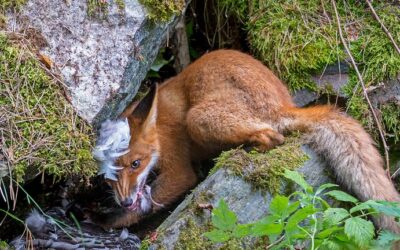 Wildlife Photographer Of The Year revealed – take a look at the best images of 2020