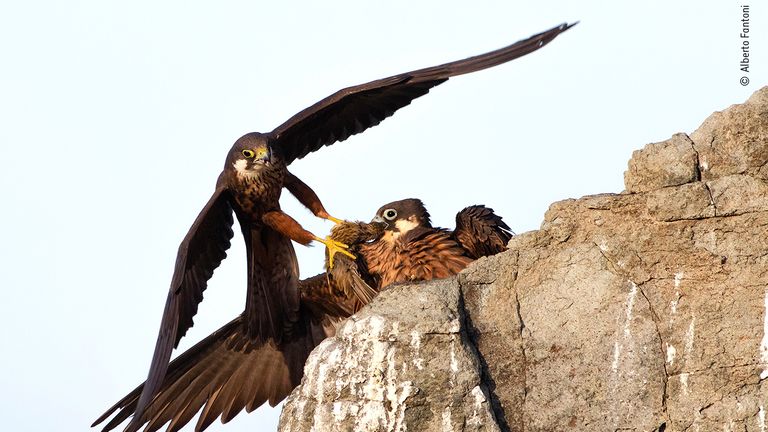 © Alberto Fantoni/ Wildlife Photographer Of The Year 2020