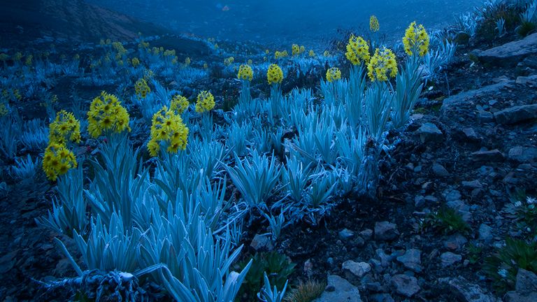 © Gabriel Eisenband/ Wildlife Photographer Of The Year 2020