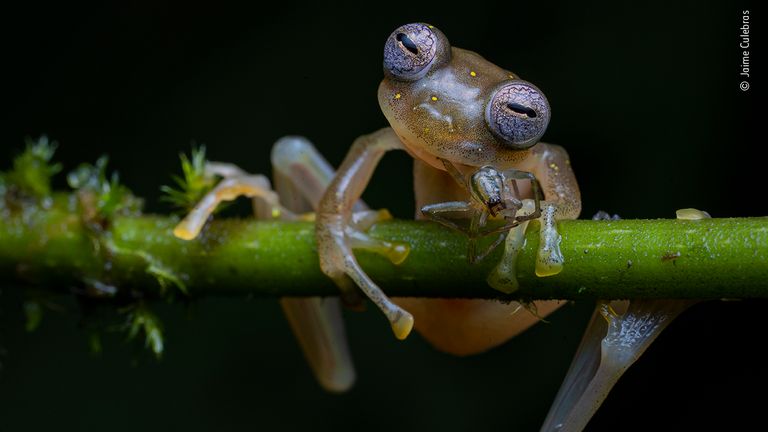 © Jaime Culebras/ Wildlife Photographer Of The Year 2020