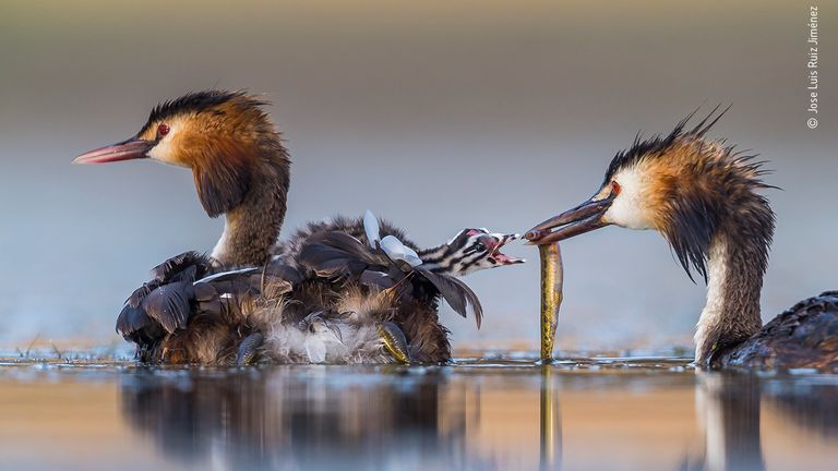 © Jose Luis Ruiz Jiménez/ Wildlife Photographer Of The Year 2020