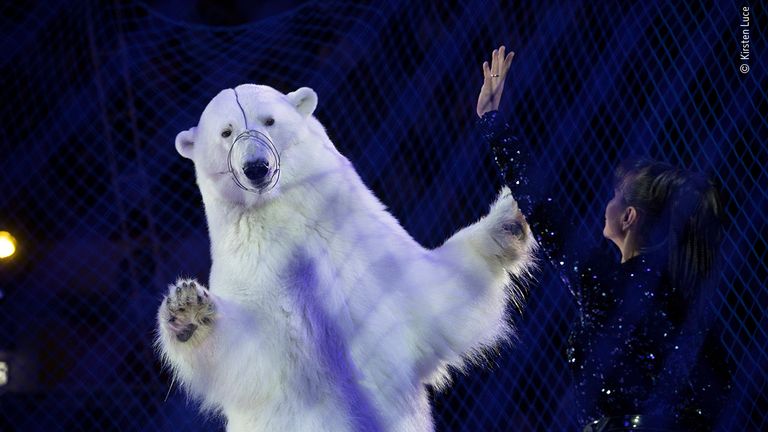 In Kazan, Russia, we witnessed what is believed to be the world only circus act with performing polar bears, fitted with metal muzzles. Trainer Yulia Denisenko holds a metal rod when directing the bears. As an iconic symbol of conservation, this was perhaps the most shocking example of exploitation of captive wild animals that we witnessed. Pic: © Kirsten Luce/ Wildlife Photographer Of The Year 2020