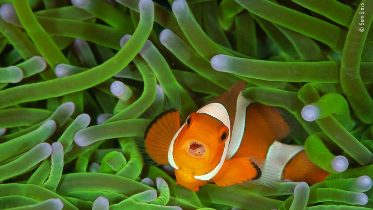 Clownfish with tongue isopod parasite (Amphiprion ocellaris with Cymothoa exigua) - Lembeh Strait, Sulawesi, Indonesia - © Sam Sloss, Wildlife Photographer of the Year 2020