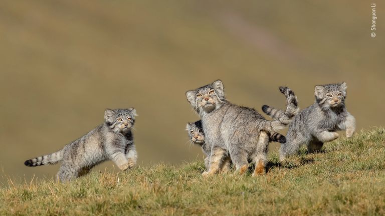 Shanyuan Li/ Wildlife Photographer Of The Year 2020